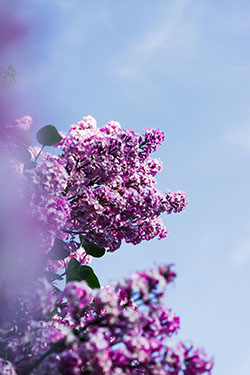 Purple lilacs in front of blue sky.
